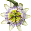 passiflora-PhotoRoom.png-PhotoRoom